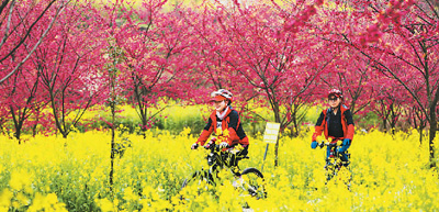 骑行爱好者在贵州省毕节市黔西县林泉镇中国红樱花基地骑行赏花。韩贤普 摄