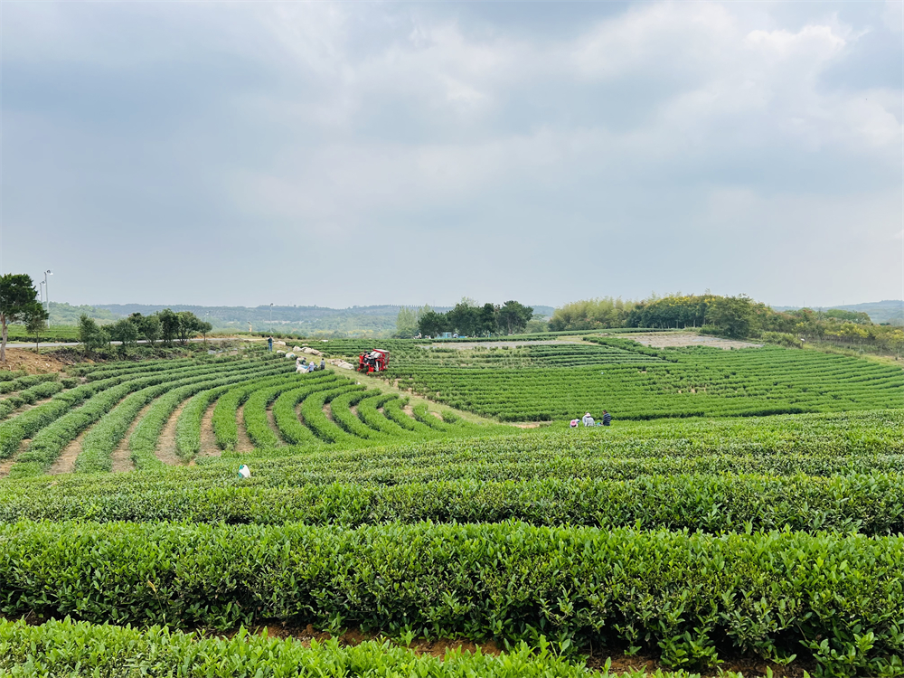 茅山茶海.jpg